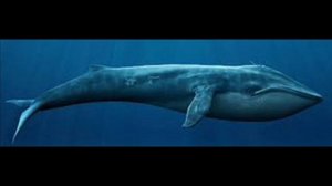 Синий кит Это шокирует всех