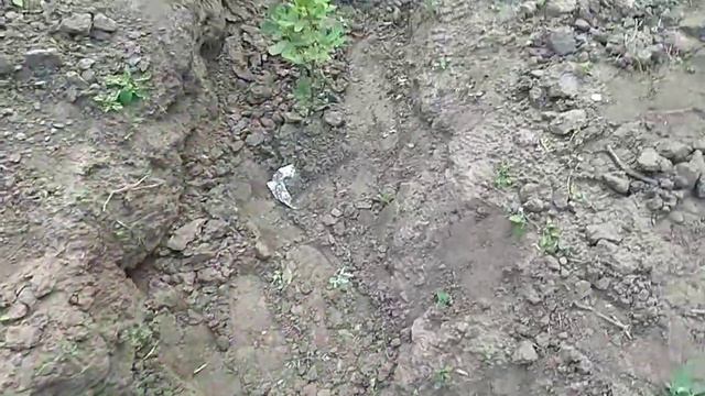 Инжир после зимы ( пробуждение) смотреть онлайн