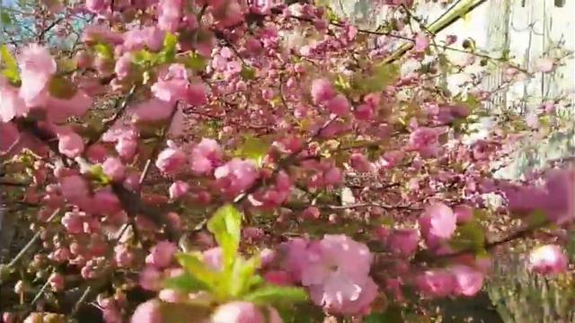 Когда приходит весна🌺/наблюдения с 20.04 по 15.05.2021г/релакс смотреть онлайн