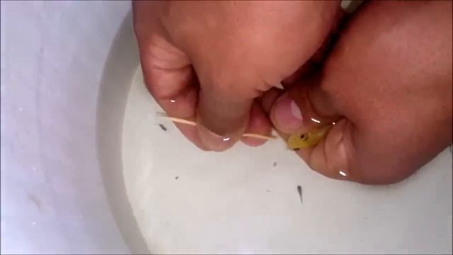 Yellow cichlid fish giving birth ??? смотреть онлайн