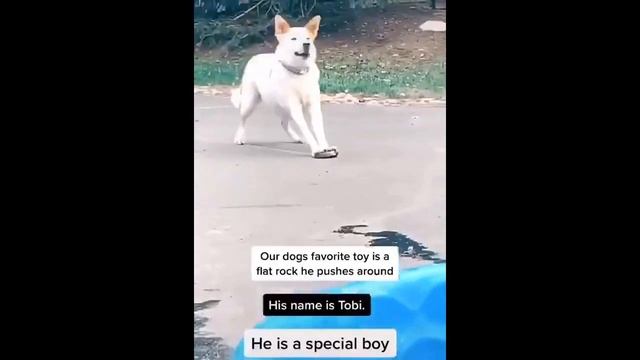 Одно слово - животные! Выпуск №3  #fun