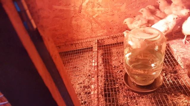 Как поживают мини мясные/нам сегодня две недели смотреть онлайн