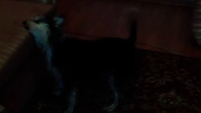 танец собачки смотреть онлайн