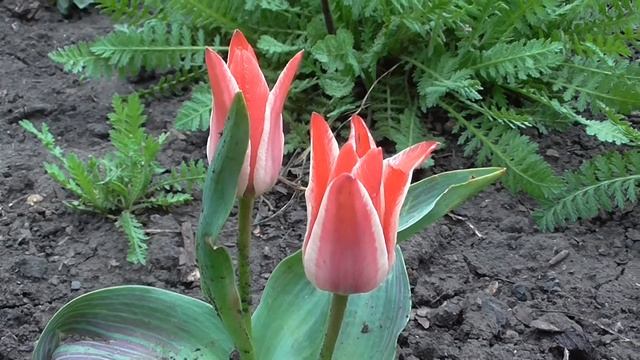"Есть глаза у всех цветов"ТЮЛЬПАНЫ ИРИСЫ ПИОНЫ.TULIPS IRISES PEONIES смотреть онлайн