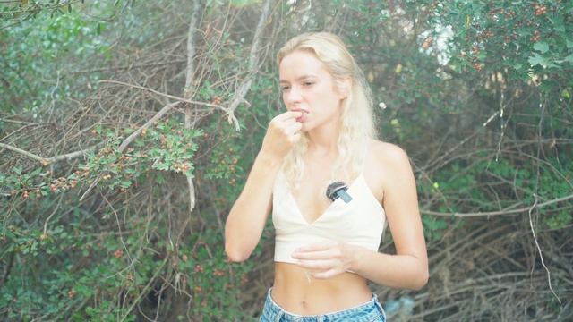 Hawthorn, Crataegus monogyna смотреть онлайн