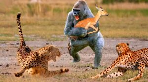 Животные Спасают Друг Друга!