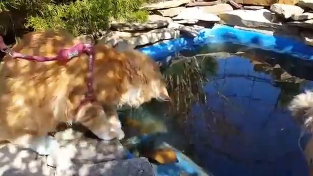 Кот мейн кун на прогулке играет с водой. Мистер Кун Каспер, 5 месяцев смотреть онлайн
