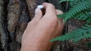 Туристическая сигнализация для охраны периметра 2