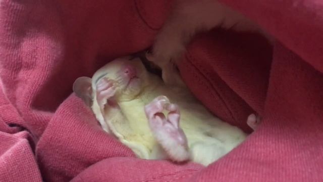 Sugar Glider Snowbelle Dreaming смотреть онлайн