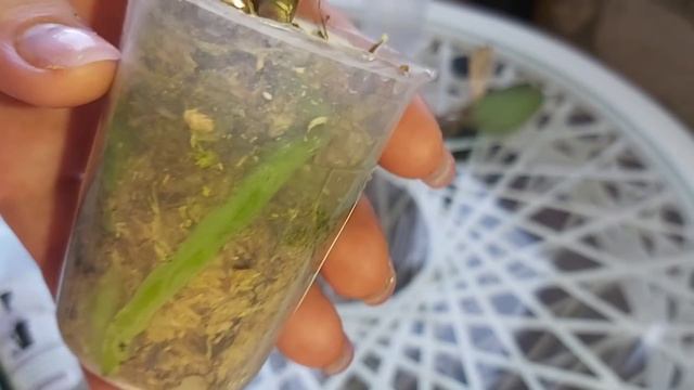 Важно❗Спасаю ДЕТЕЙ орхидей❗ГНИЛЫЕ Корни и ЧЕРНЫЕ ШЕЙКИ чищу, пересаживаю, обрабатываю смотреть онлайн