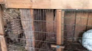 Разведение кроликов в домашних условиях#кролики#кролиководство#разведение_кроликов#клетки#корм.