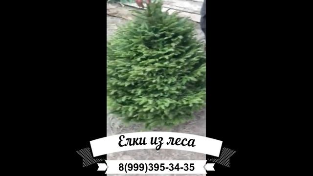 Живая елка из леса смотреть онлайн