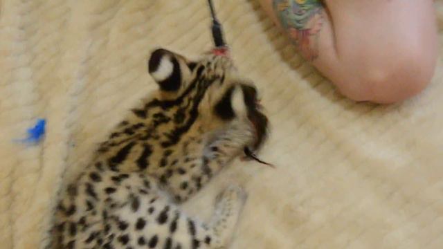 Playing with a baby Serval. Cutest Cat EVER смотреть онлайн