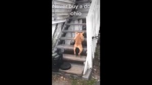 Top 5 dog