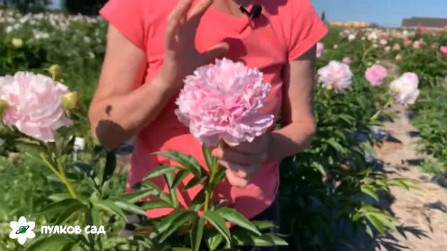 Pink parfait peony. Пинк парфейт пион. Пулков сад смотреть онлайн