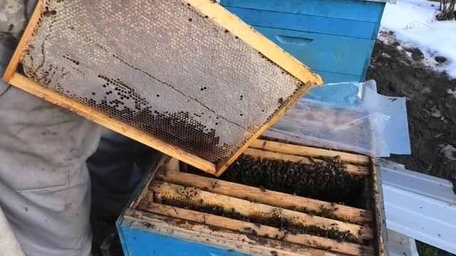 30 ДЕКАБРЯ, ОСМОТР СЕМЕЙ,КОРМА ТАЮТ, ПЧЕЛЫ ЛЕТАЮТ. смотреть онлайн