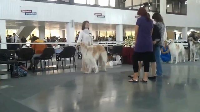 Чемпионат ВКП РПБ смотреть онлайн