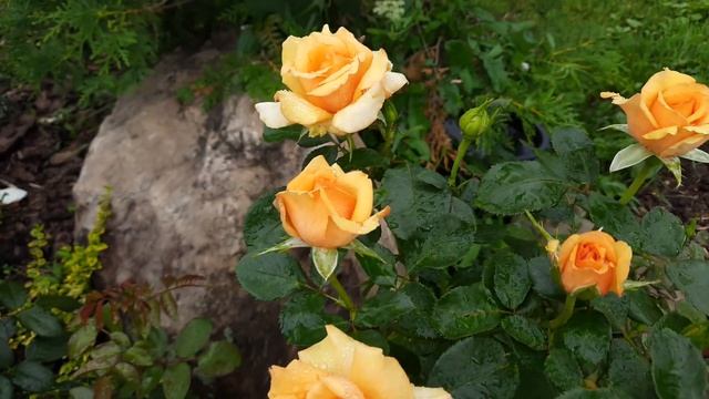 Похолодало... А розы радуют?? смотреть онлайн