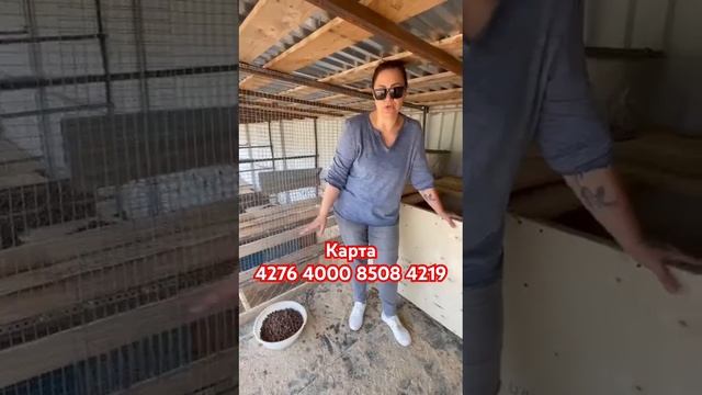 Нечем кормить щенков!!! смотреть онлайн