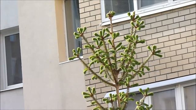 15.05.18 Весна. Саратов. Цветение сирени черемухи каштана. Я, вело смотреть онлайн