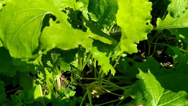 Обзор моей японской грядки (дайкон, репа и капуста ханана) 23.08.2021 смотреть онлайн