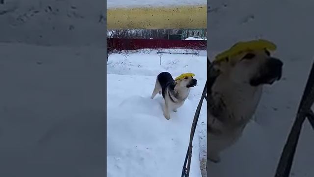 ВЕО - СУПЕРСОБАКА! смотреть онлайн