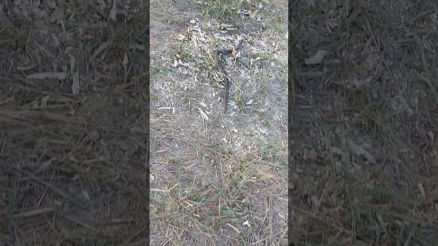 Опасная степная гадюка в Крыму смотреть онлайн