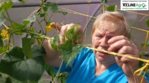 ? Когда и как провести прищипывание верхушки огурца. Формирование растений огурца.