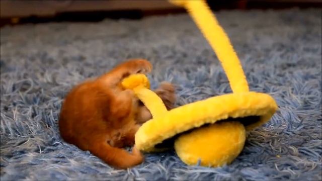 Caracal Kittens / Котята породы каракал