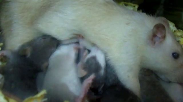 Крысята сосут мамку, пьют молочко! Милое видео. смотреть онлайн