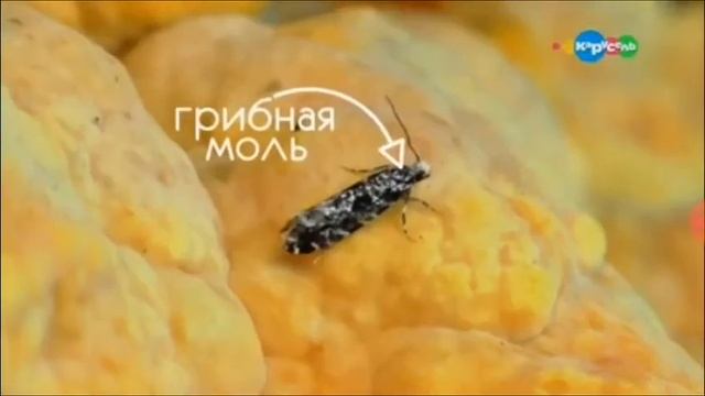 Микроистория. Грибоеды. смотреть онлайн