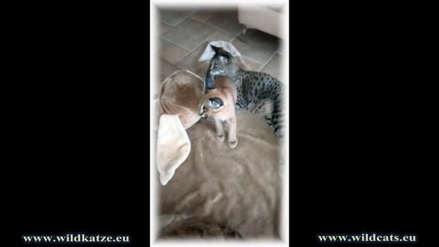 savannah wash caracal смотреть онлайн