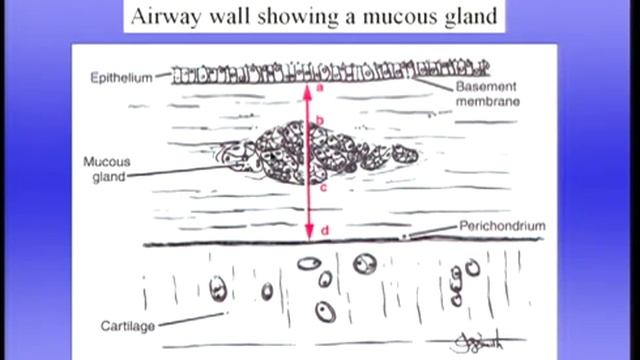 12_Defense Systems of the Lung