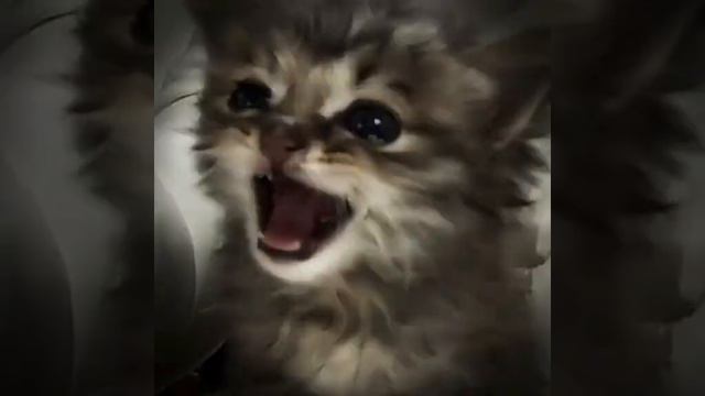 ха я не знаю почему я это снимаю но мне просто нравится смотреть онлайн