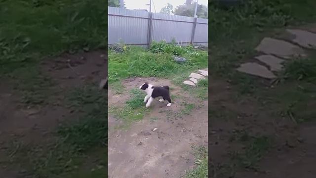 лайка русско европейская Карат два месяца.