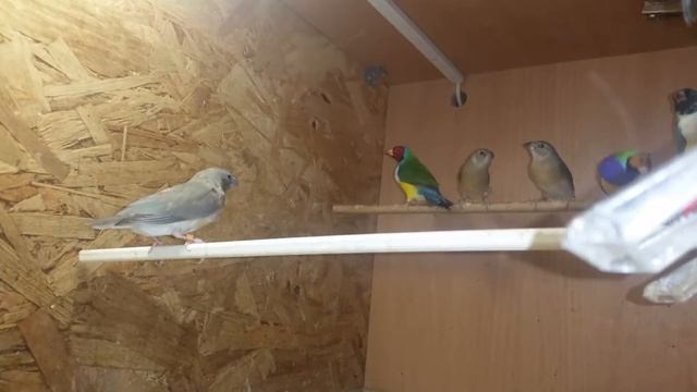 Амадина гульдова молодь природня і синя смотреть онлайн