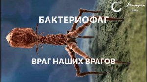 Бактериофаг. Механизм работы.