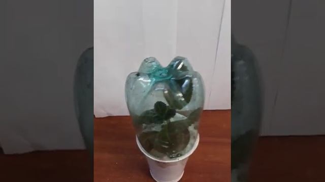 Упаковка растений для пересылки заказчикам смотреть онлайн