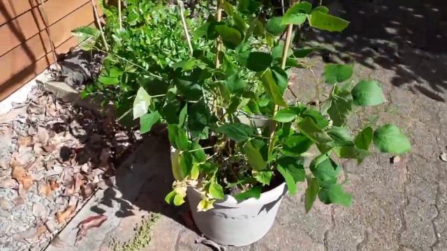 Pruning a BOUGAINVILLEA is MEDITATIVE смотреть онлайн