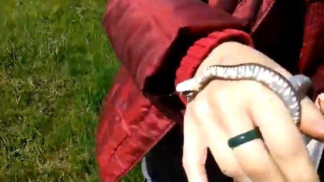 Поймала ужа и ящерицу смотреть онлайн