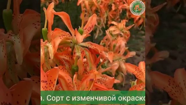 Лилия азиатская махровая Маст Си смотреть онлайн