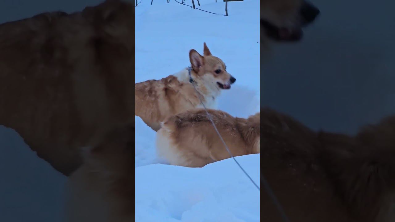 ▷Встреча коржей◁ смотреть онлайн