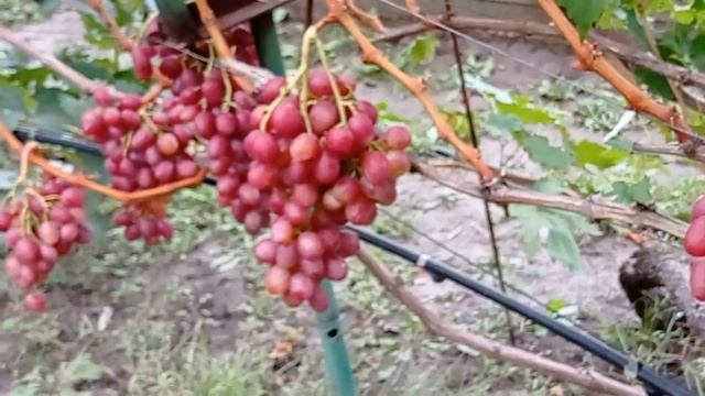 @Виноград мускат Виноград Рубиновый Юбилей Виноград 2021 смотреть онлайн