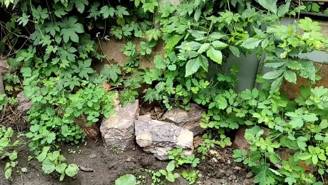 Мой обед. Опять сад, огород.?? смотреть онлайн