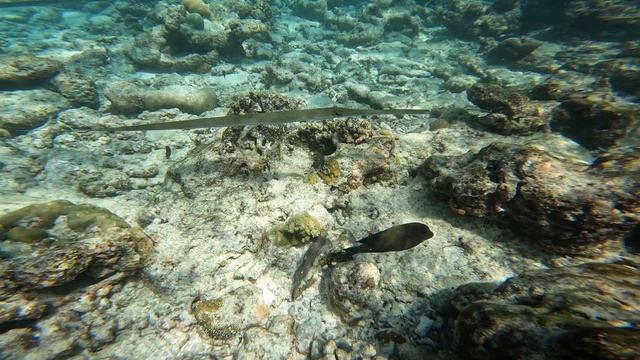 дудочка, она же флейта