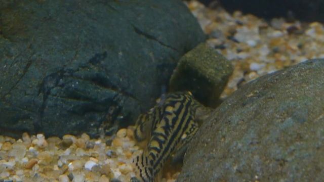 How I Bred Reticulated Hillstream Loaches at Home смотреть онлайн