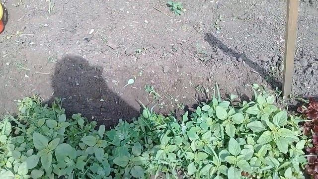 На огороде .Огород оппой вверх сорняки мокрица полезная травка.☺☺☺ смотреть онлайн