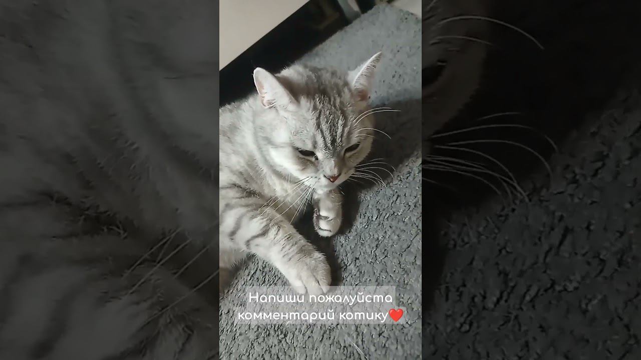 Ну и конечно котики! #shorts смотреть онлайн