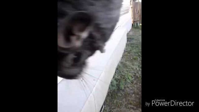 Прогулка с шиншиллой.+ Обзор.)) смотреть онлайн