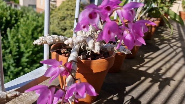 PARISHII..fioritura Tutta Per Voi